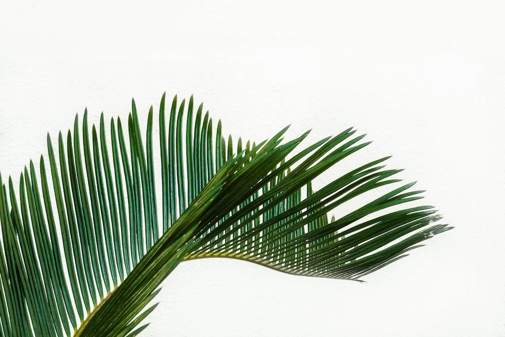 Palm leaf