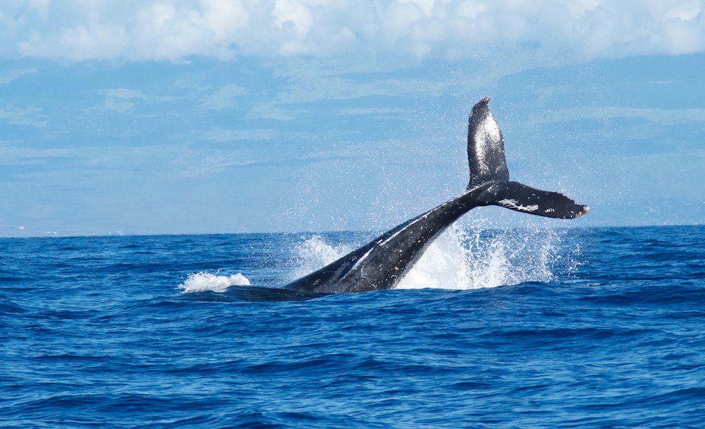 Whale tail splashing out of the ocean